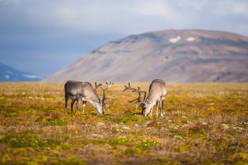 Reindeers grazing on the island of Spitsbergen