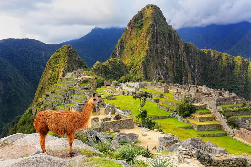 A Llama standing near the famous site of Machu Picchu.