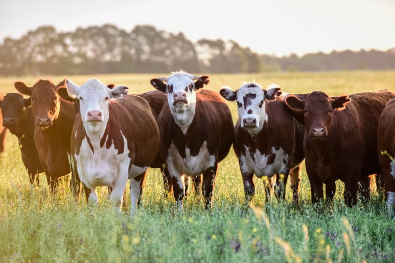 Herd of Pampas Cows in a field