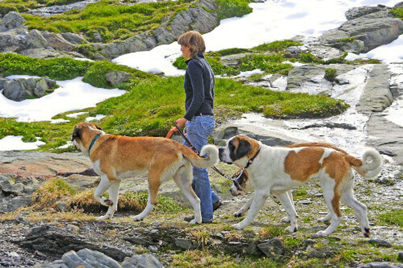 Breeder on a walk with dogs bred for centuries in hospice of Great St. Bernard Pass.