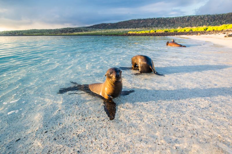 Sea lions at Sante Fe Island