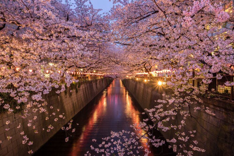 Cherry blossoms blooming along the Meguro River, Tokyo.