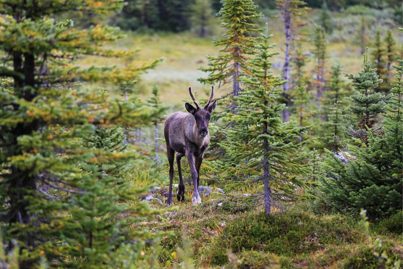 A Caribou looks at the photographer.