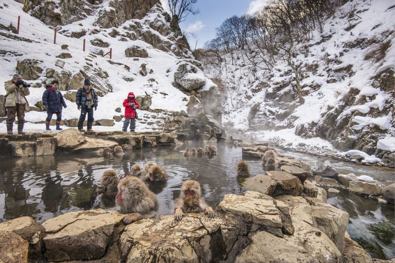 Tourists taking photos of the macaques at Jigokudani Monkey Park in Yamanouchi.