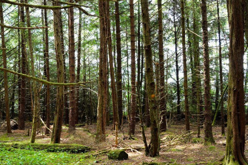 The beautiful Totem trail in Sitka National Historical Park.