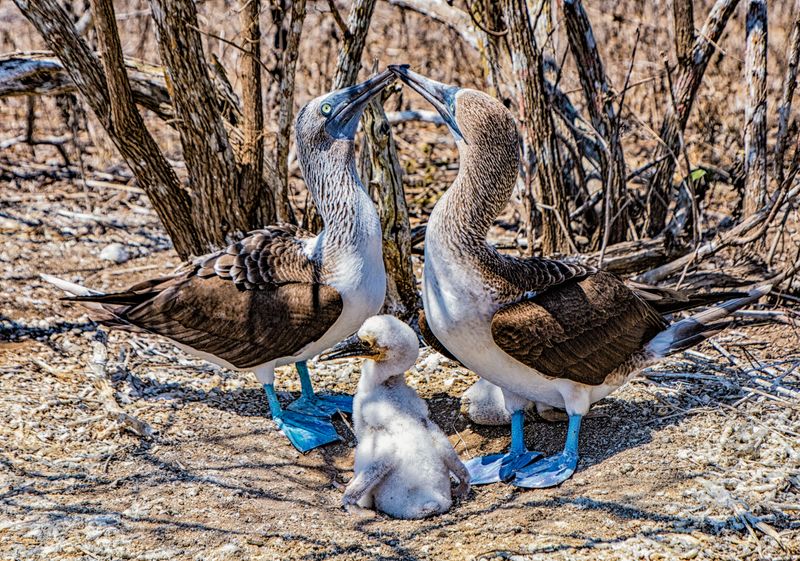 Blue-footed booby parents and their chick