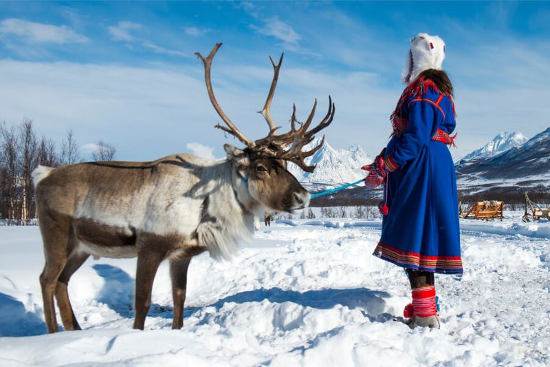 A Sami woman herding reindeers