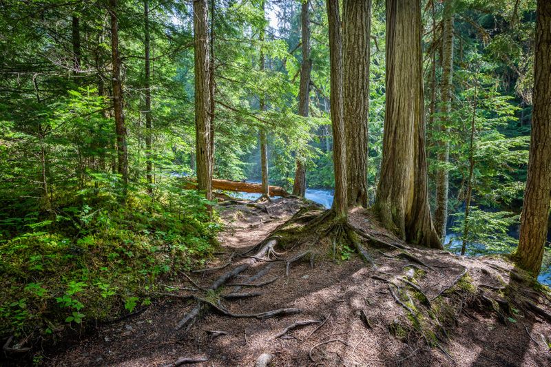 A view of the lush trees near the Robson River on the Kinney Lake Trail.