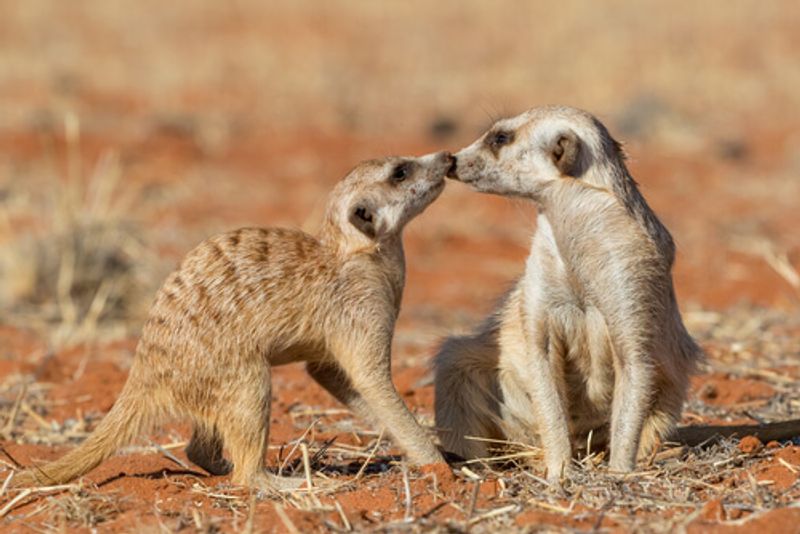 Meerkats interacting is just one of the many sights you can see when visiting the Kalahari Desert.