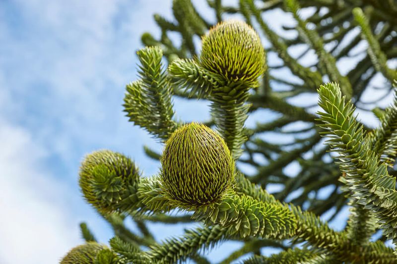 The endangered Araucaria or the Monkey puzzle trees endemic to South America