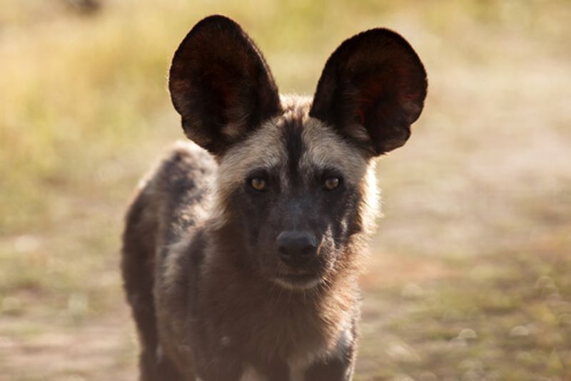 An African wild dog is one of many animals visitors see on safari.