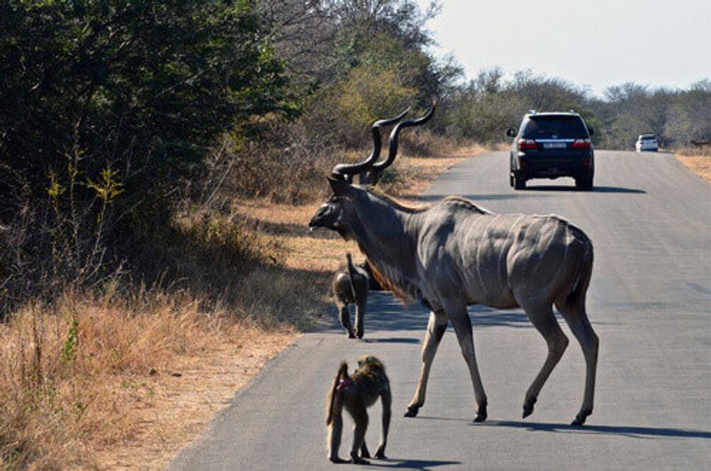 A kudu and some baboons on the roadside in Kruger National Park.