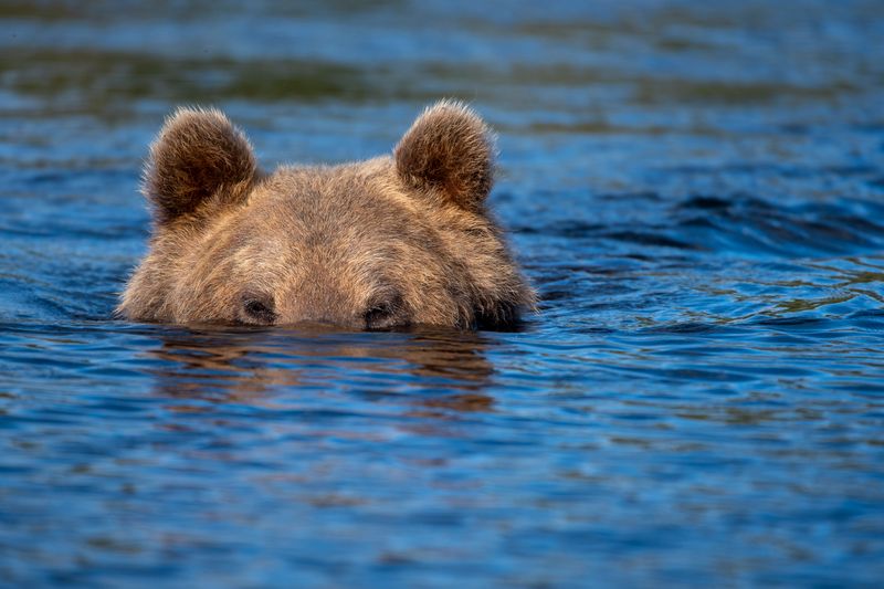 Brown bear swimming in a calm lake near Kuhmo during summer—an unforgettable Finland tourism wildlife moment.