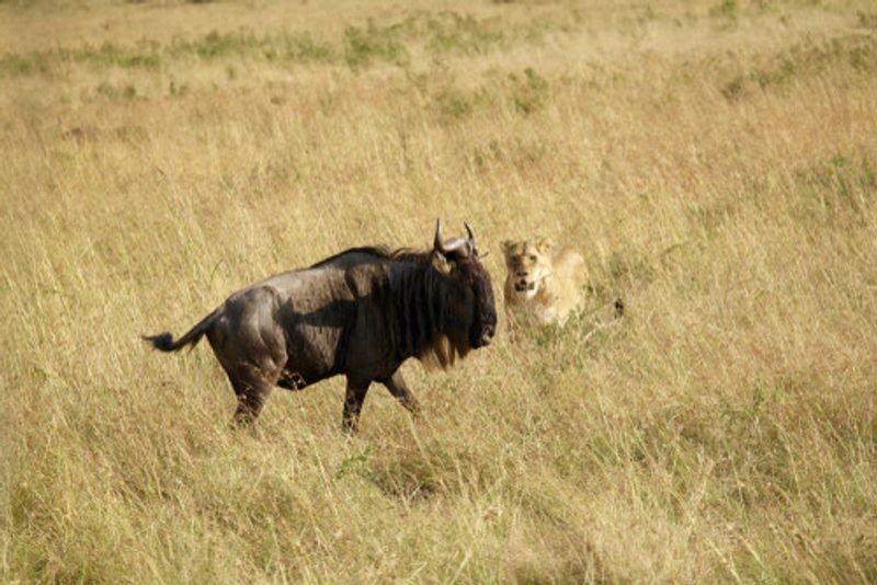 A lion hunting a lone wildebeest.