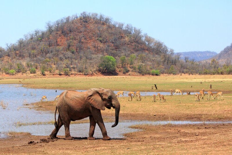 An African Elephant on the shoreline of Lake Kariba with impalas featured.