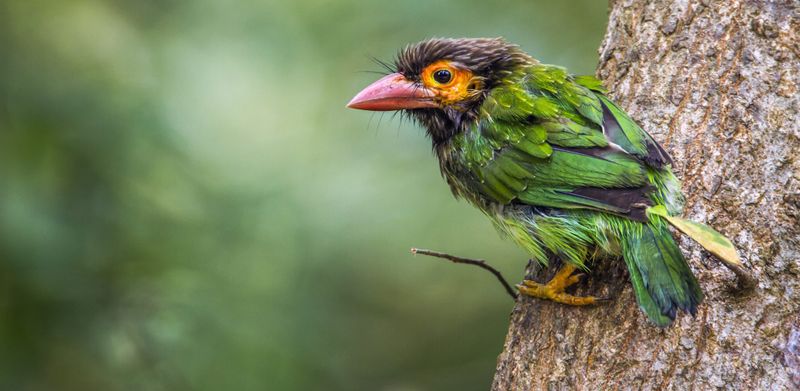 A brown-headed barbet at Minneriya National Park