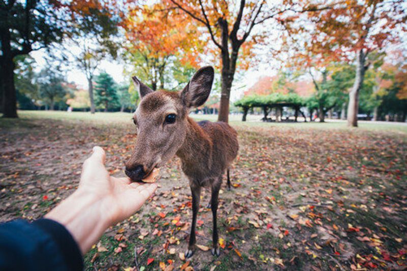 A wild deer in Nara eating crackers.