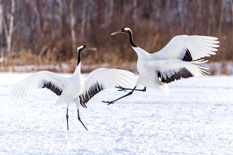 Two Red crowned cranes or tancho dancing in the Tsurui Ito Tancho sanctuary