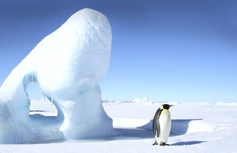 An Emperor Penguin stands beside a natural ice formation in Antactica.
