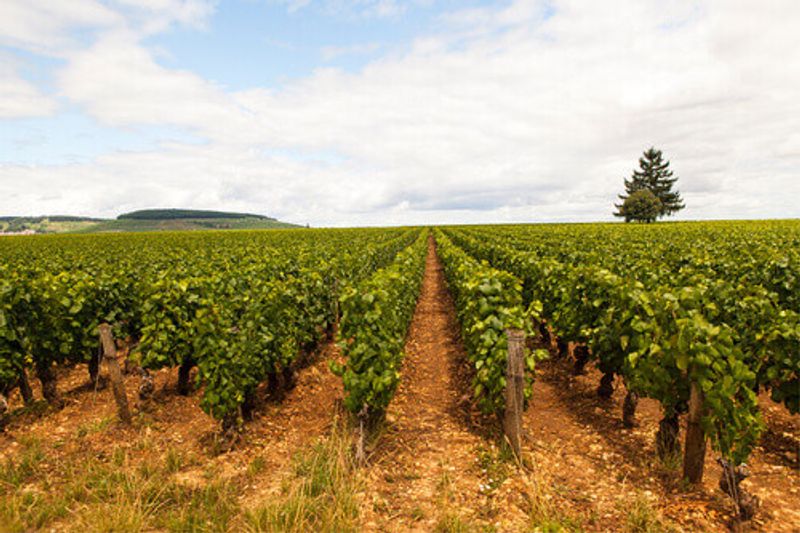 The Pinot Noir vineyard in Côte d’Or, Bourgogne.