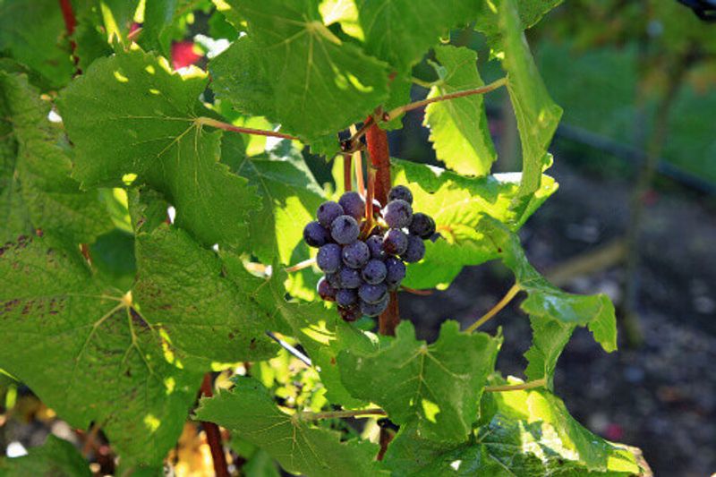 Ripe Merlot grapes during harvest time in the Casablanca Valley, Chile.