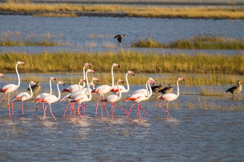 Flamingos gather on the salty waters of the Makgadikgadi Pans, a unique sight for visitors to see.