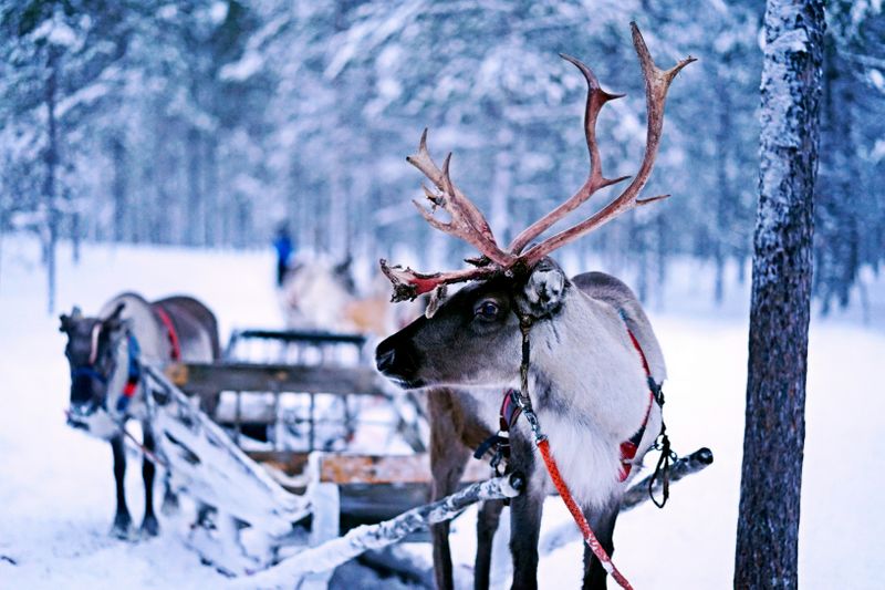 A reindeer in Rovaniemi