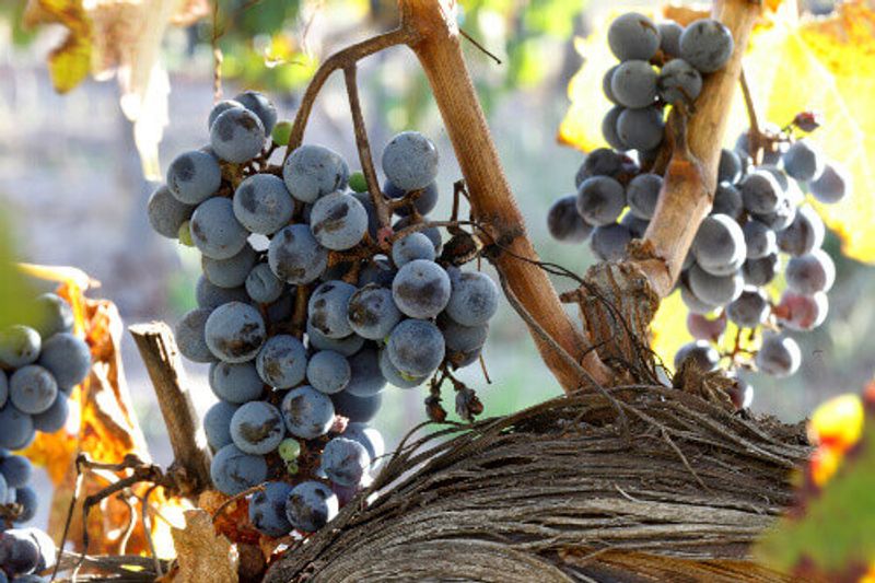 Close up of a malbec grape bunch at a plantation.