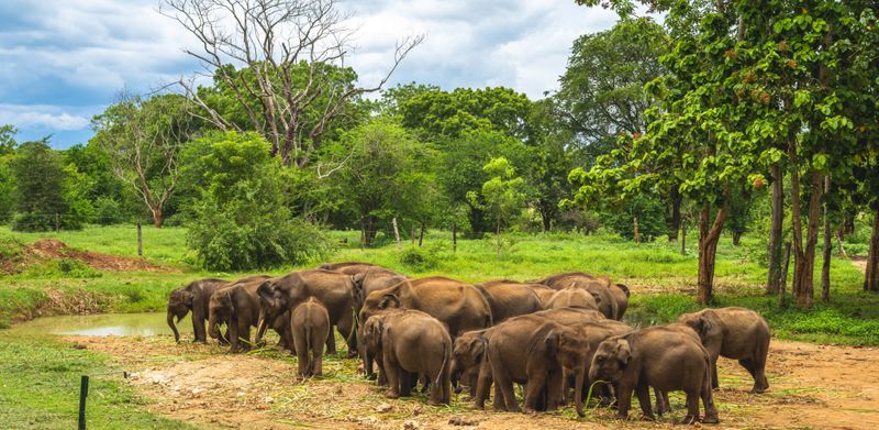 Elephants at Udawalawe National Park