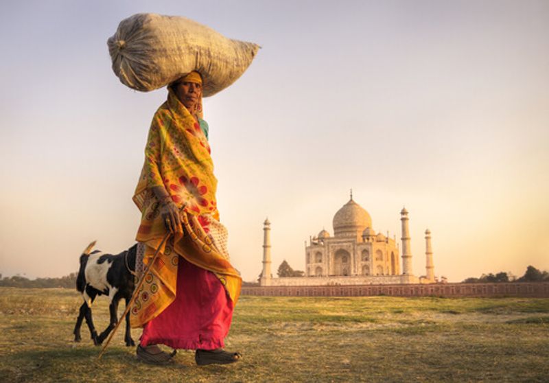A local woman and her livestock walk by the river with the Taj Mahal in the distance.