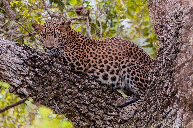 The Sri Lankan Leopard or Panthera Pardus Kotiya in Yala National Park.