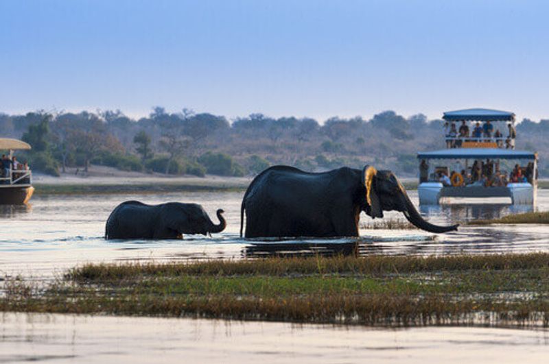 A female African Elephant and its cub, crossing the Chobe River in view of tourist boats.