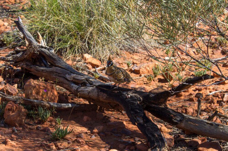 A Spinifex Pigeon sits on a burnt log in the rocky bushland near Kings Canyon, Northern Territory.