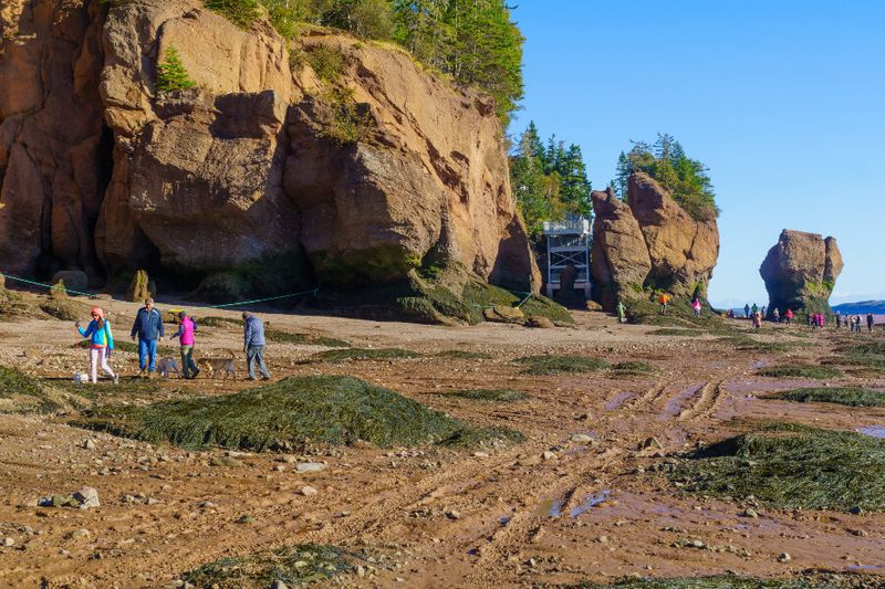 View of the Hopewell Rocks during low tide with visitors strolling with their dogs
