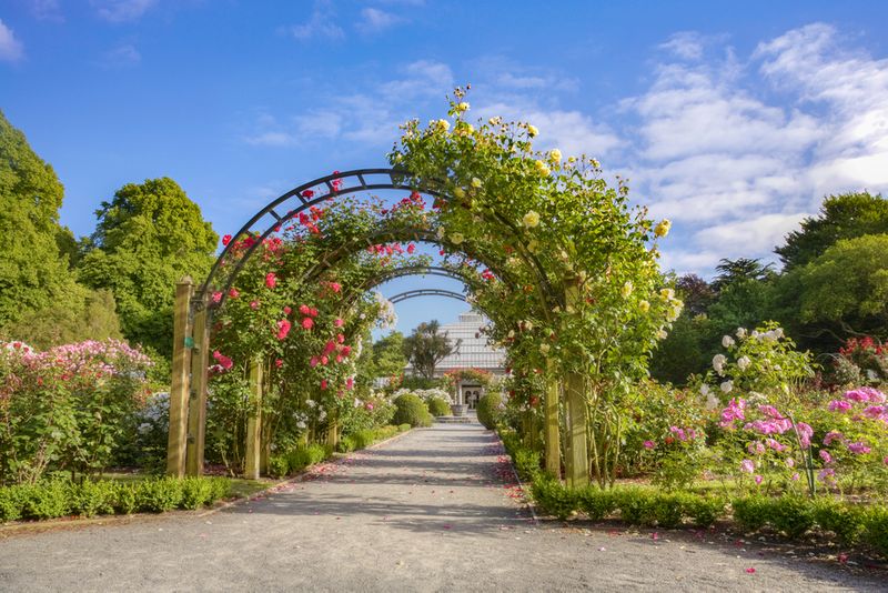 Rose Garden, Christchurch Botanic Gardens.