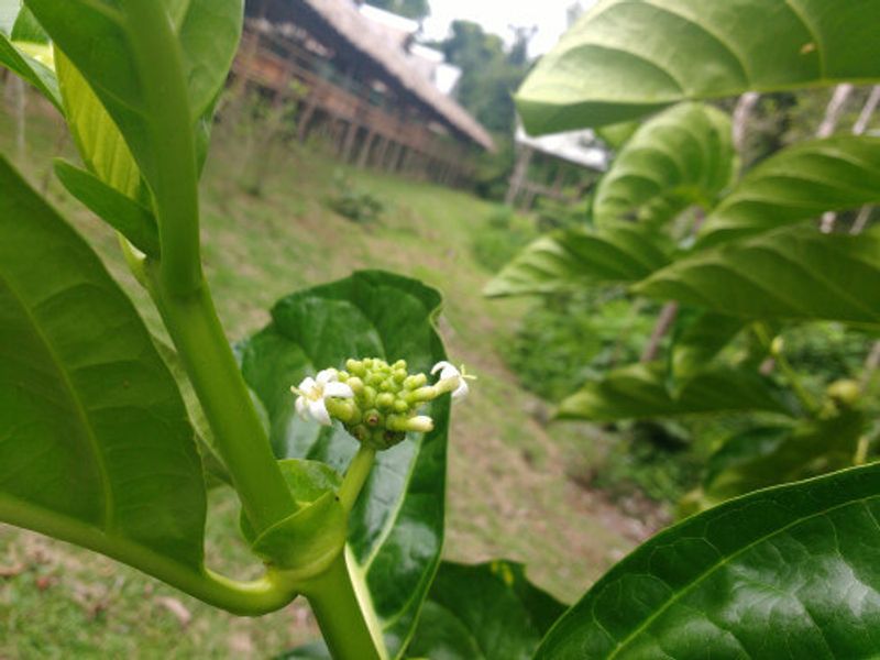 A medicine plant in the Amazon Rainforest.