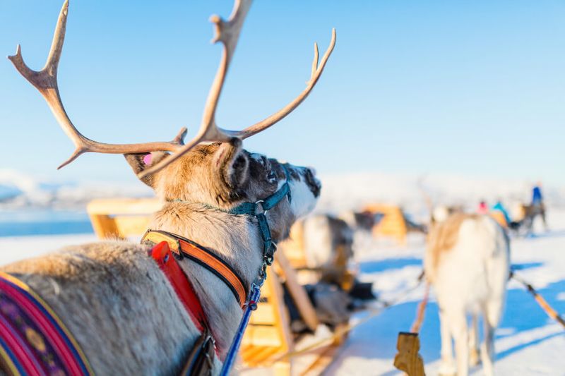 Reindeer sleigh tour in Tromso