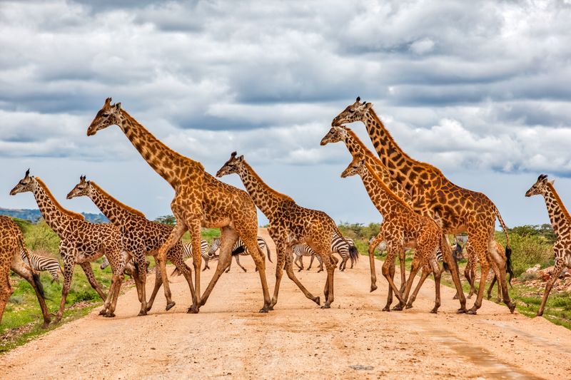 Zebras and giraffes crossing safari track in the wild, part of classic African safari experiences