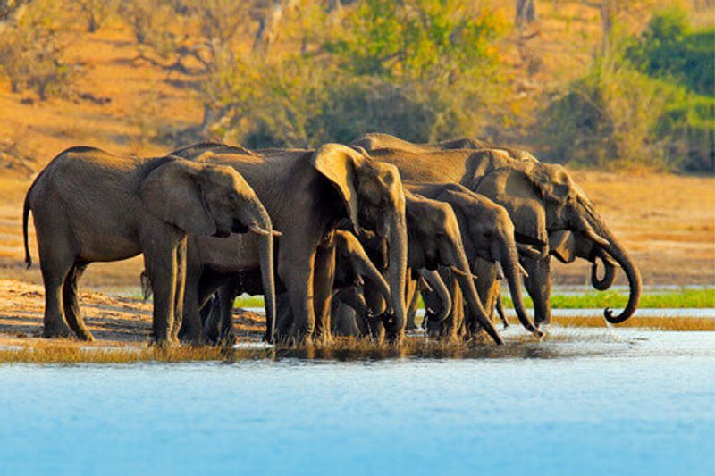 A herd of African elephants drinking at a waterhole lifting their trunks in Chobe National Park.