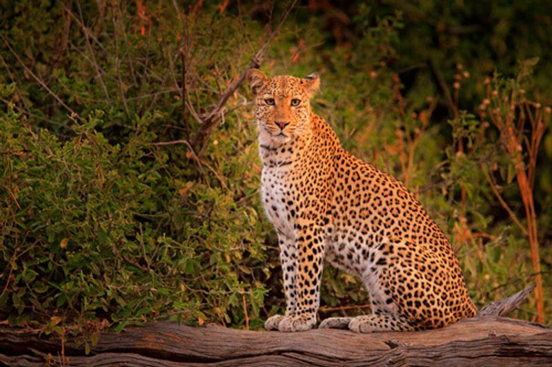 An African leopard in Hwange National Park.