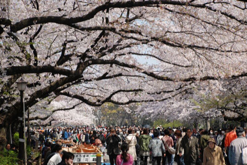 Cherry Blossom Season in Ueno Park Tokyo Japan