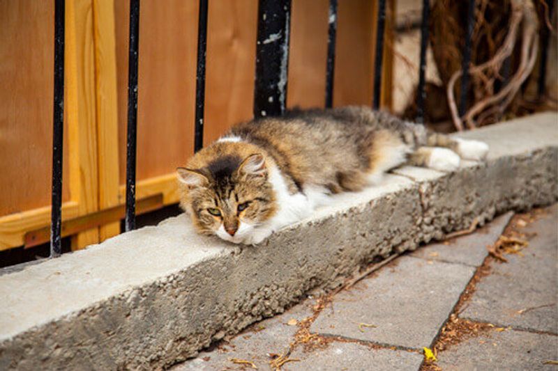 A Stray Cat sleeps in Haifa, Israel.