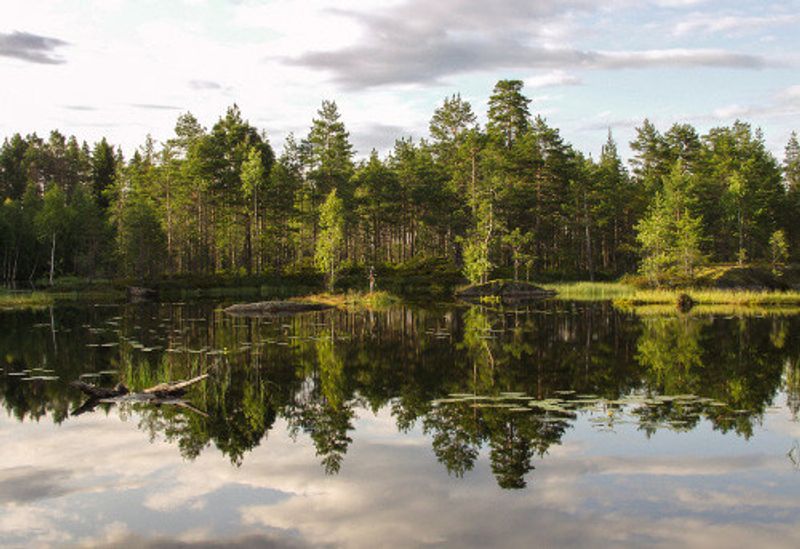 A landscape of lush green woodlands of Sweden.