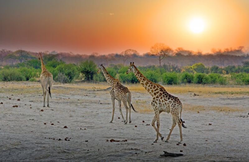 Giraffes walk along the stunning plains of Hwange National Park against the sunset.