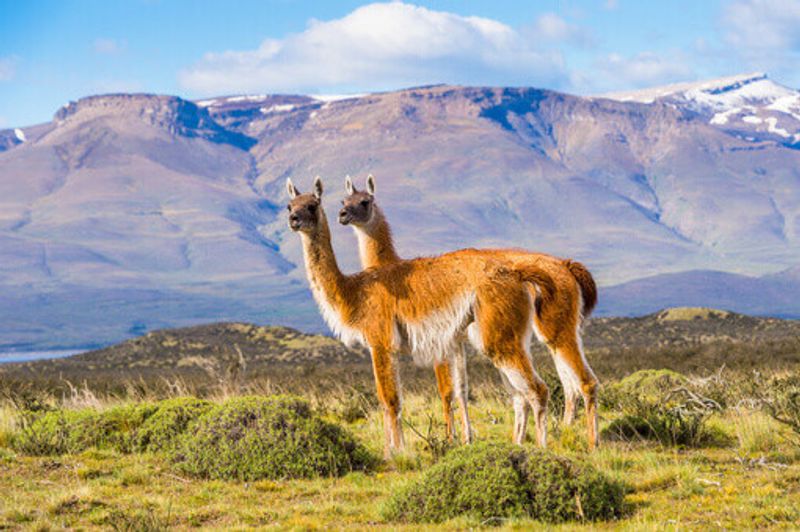 A South American relative of Llamas called Guanaco in Argentina.