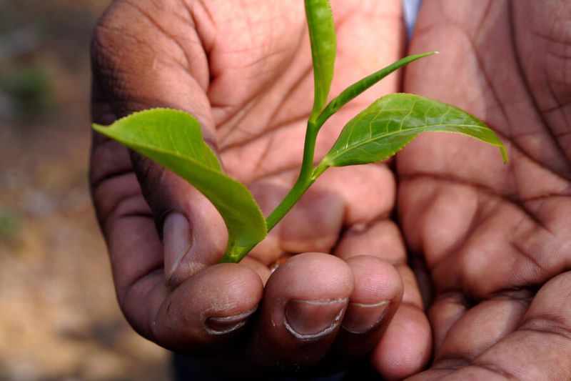 A tea picker demonstrates how they pick the top leaves in Ahangama, Sri Lanka.