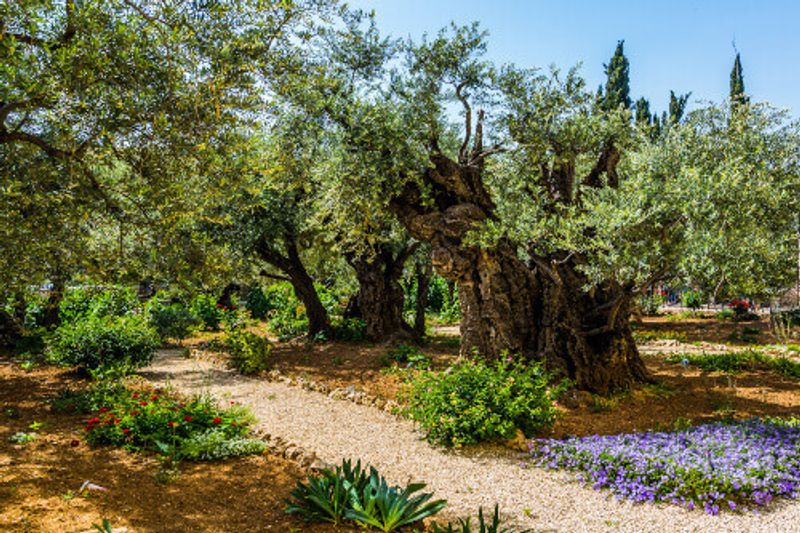 Thousand year old olives in Gethsemane Garden on the Mount of Olives in the ancient city of Jerusalem.
