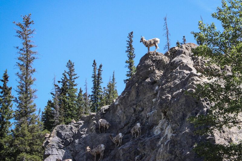 A group of wild mountain goats climbing.