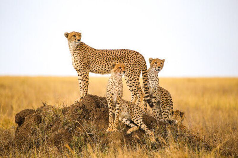Cheetahs watching their prey in Serengeti National Park.