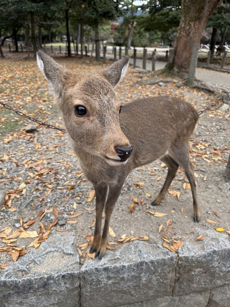 Deer at Nara Park (Photo: supplied)